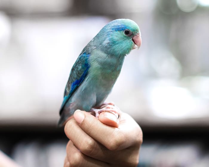 Avian & Exotic Pet Services, Mooresville Veterinarians