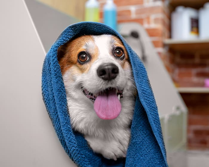 Dog Grooming, Cat Grooming