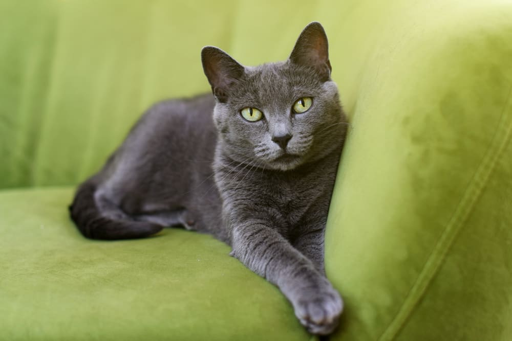 Mooresville Veterinary