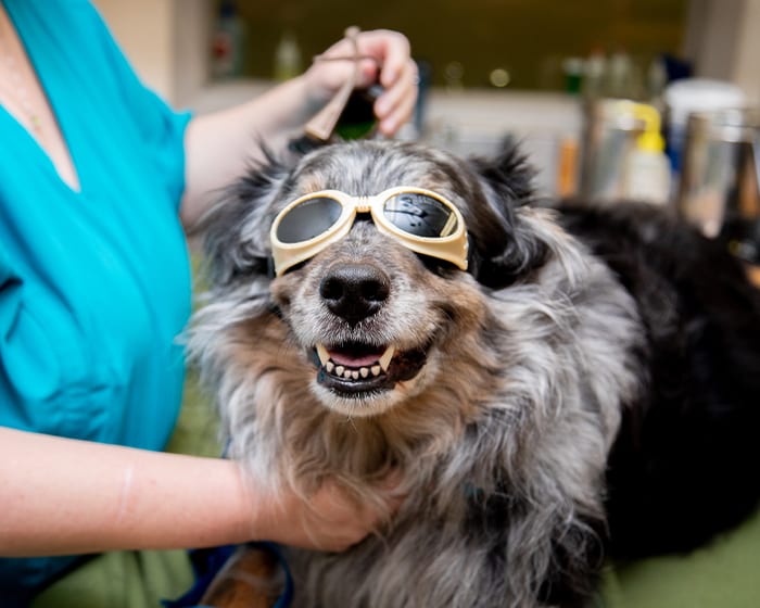 Cold Laser Therapy, Mooresville Veterinarians