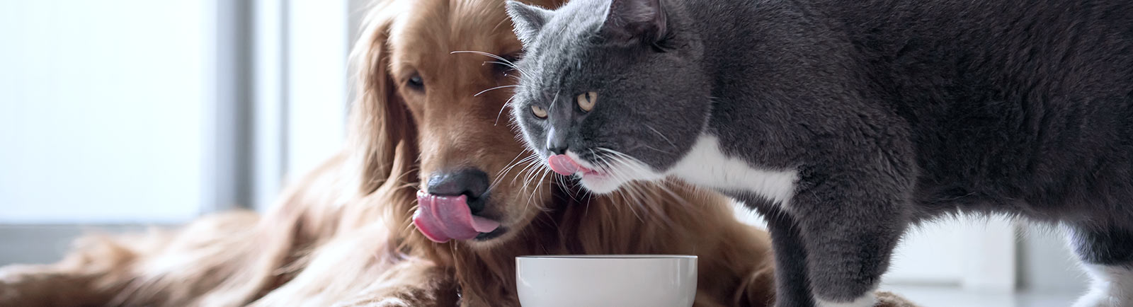 What To Do If Your Dog Is Choking Mooresville Vet